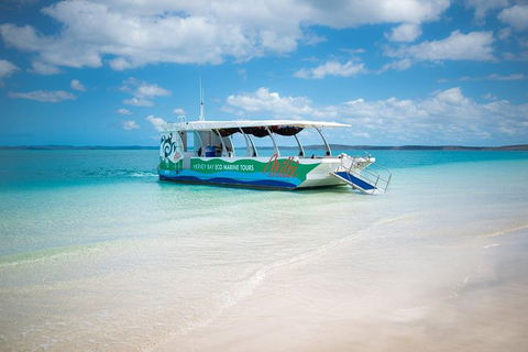 Great Sandy Marine Park Turtle Discovery And Cultural Eco Tour - Kingaroy Accommodation 0