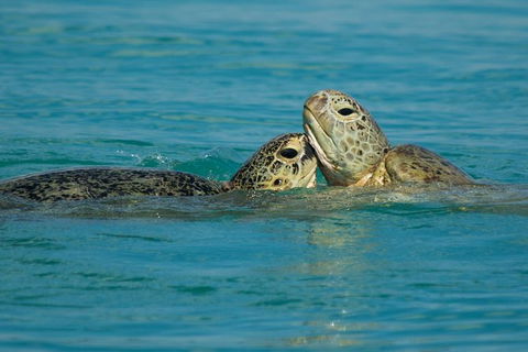 Great Sandy Marine Park Turtle Discovery And Cultural Eco Tour - Kingaroy Accommodation 7