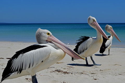 Great Sandy Marine Park Turtle Discovery And Cultural Eco Tour - Kingaroy Accommodation 4