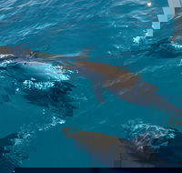 Fraser Island  Dolphin Sailing Adventure - Kingaroy Accommodation