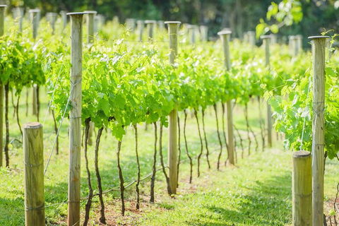 Deluxe Winery Tour To Tamborine Mountain, Includes Gourmet Two Course Lunch - Kingaroy Accommodation 15