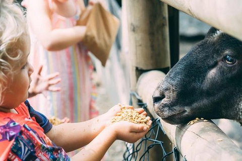Tropical Fruit World With Wildlife Boat Cruise From Gold Coast - Kingaroy Accommodation 4