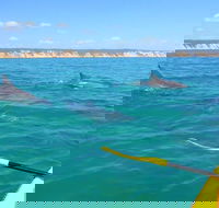 Half-Day Kayak with Dolphins and 4WD Beach Drive from Rainbow Beach - Kingaroy Accommodation