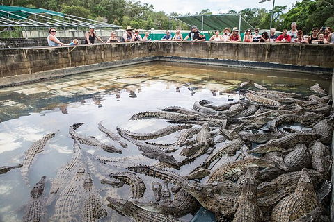 Hartley\'s Crocodile Adventures Day Trip From Palm Cove - Kingaroy Accommodation 7
