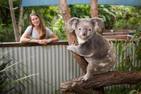 Hartley\'s Crocodile Adventures Day Trip From Palm Cove - Kingaroy Accommodation 3
