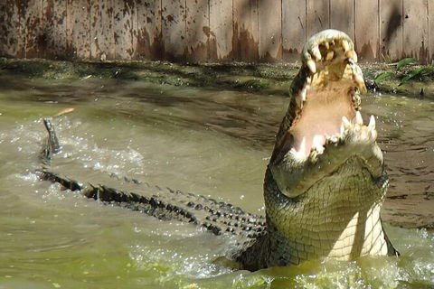 Hartley\'s Crocodile Adventures Day Trip From Palm Cove - Kingaroy Accommodation 4