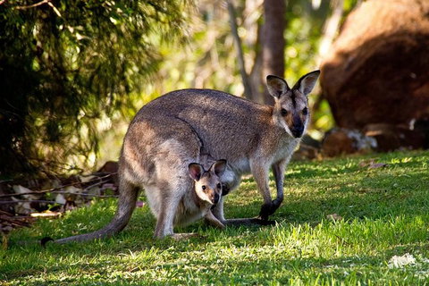 Koalas, Kangaroos & Mt Coot-tha Scenic Views Private Tour With Local Guide - Kingaroy Accommodation 1