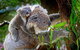 Koalas, Kangaroos & Mt Coot-tha Scenic Views Private Tour With Local Guide - thumb 0