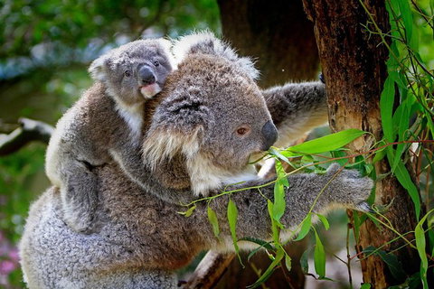 Koalas, Kangaroos & Mt Coot-tha Scenic Views Private Tour With Local Guide - Kingaroy Accommodation 0