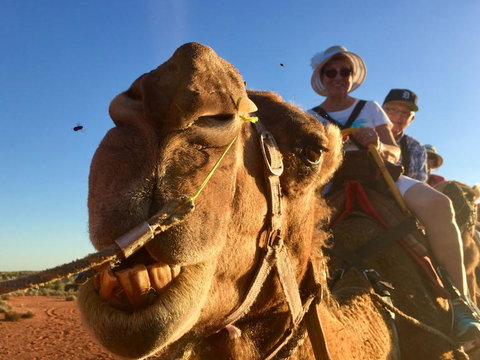 Uluru Small-Group Tour By Camel At Sunrise Or Sunset - Kingaroy Accommodation 7