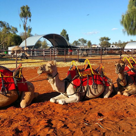 Uluru Small-Group Tour By Camel At Sunrise Or Sunset - Kingaroy Accommodation 15