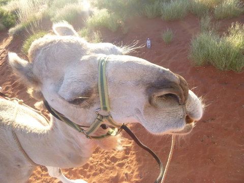 Uluru Small-Group Tour By Camel At Sunrise Or Sunset - Kingaroy Accommodation 10