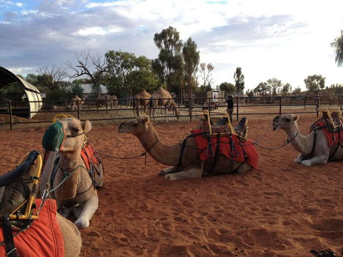 Uluru Small-Group Tour By Camel At Sunrise Or Sunset - Kingaroy Accommodation 24