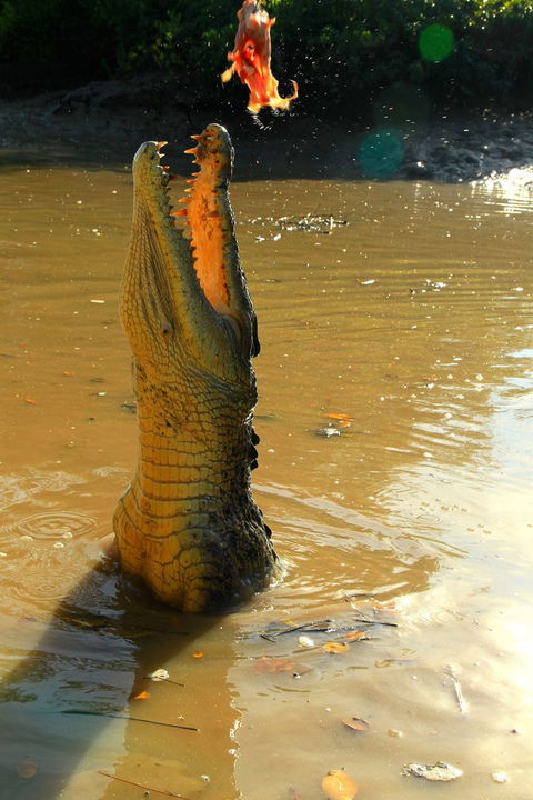 Litchfield And Jumping Crocodiles Full Day Trip From Darwin - Kingaroy Accommodation 7