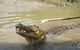 Litchfield And Jumping Crocodiles Full Day Trip From Darwin - thumb 17