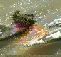 Darwin Jumping Crocodiles Cruise on Adelaide River - Kingaroy Accommodation
