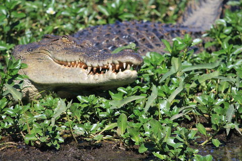 3-Day Kakadu National Park And Waterfalls Tour From Darwin - Kingaroy Accommodation 5