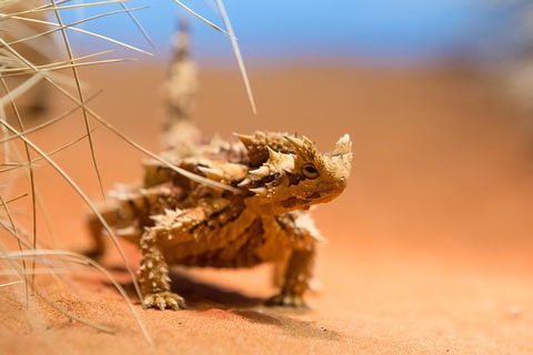 Alice Springs Desert Park General Entry Ticket - Kingaroy Accommodation 8