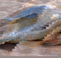 Turtle Tracks Tour to Bare Sand Island from Darwin - Kingaroy Accommodation
