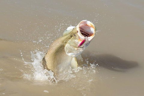 Multi-Day Fishing Safari From Darwin Staying Aboard A Mother Ship - Kingaroy Accommodation 8