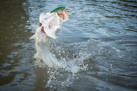 Multi-Day Fishing Safari From Darwin Staying Aboard A Mother Ship - Kingaroy Accommodation 9