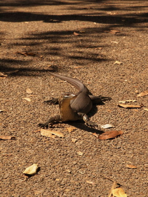 Katherine Day Tour From Darwin Including Katherine Gorge Cruise - Kingaroy Accommodation 9