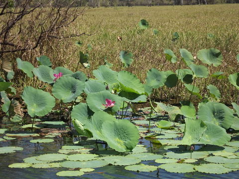 Katherine Day Tour From Darwin Including Katherine Gorge Cruise - Kingaroy Accommodation 15