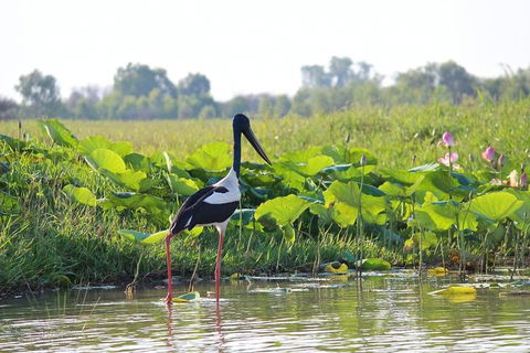 Mary River Wetlands Helicopter And Airboat Adventure From Darwin - Kingaroy Accommodation 4