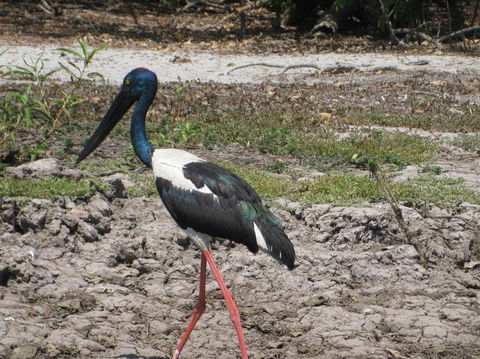2-Day Kakadu And Arnhem Land Tour From Darwin - Kingaroy Accommodation 3