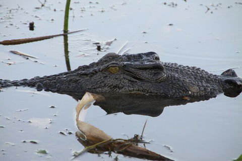 Darwin To Katherine Day Trip By Air Including Nitmiluk (Katherine) Gorge Cruise - Kingaroy Accommodation 3