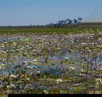 230pm Safari Cruise 1.5 Hours - Kingaroy Accommodation