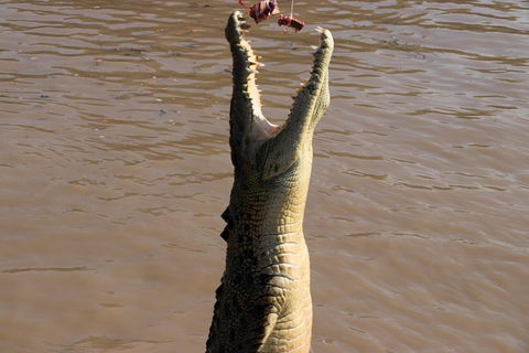 Litchfield Dreams 1 Day National Park Waterfall Swimming & Jumping Croc Cruise - Kingaroy Accommodation 1