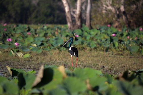 4:30pm Safari Cruise (1.5 Hours) - Kingaroy Accommodation 0