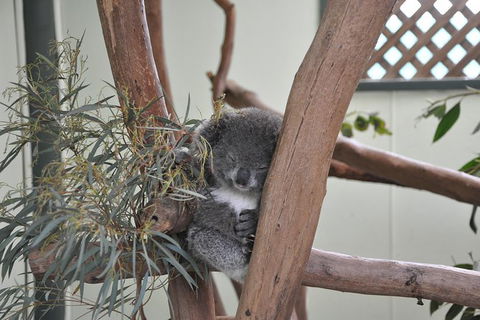 All-Inclusive Blue Mountains Tour In A Luxury Mercedes Sprinter - Kingaroy Accommodation 18