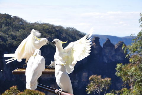 All-Inclusive Blue Mountains Tour In A Luxury Mercedes Sprinter - Kingaroy Accommodation 4