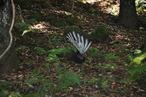 All-Inclusive Blue Mountains Tour In A Luxury Mercedes Sprinter - Kingaroy Accommodation 5