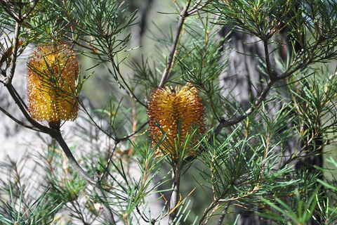 All-Inclusive Blue Mountains Tour In A Luxury Mercedes Sprinter - Kingaroy Accommodation 12