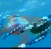3-Hour Sea Turtle Snorkeling Experience in Byron Bay - Kingaroy Accommodation