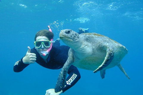 3-Hour Sea Turtle Snorkeling Experience In Byron Bay - Kingaroy Accommodation 0