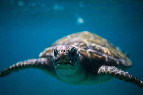 3-Hour Sea Turtle Snorkeling Experience In Byron Bay - Kingaroy Accommodation 1