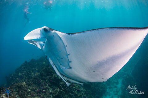 3-Hour Sea Turtle Snorkeling Experience In Byron Bay - Kingaroy Accommodation 11