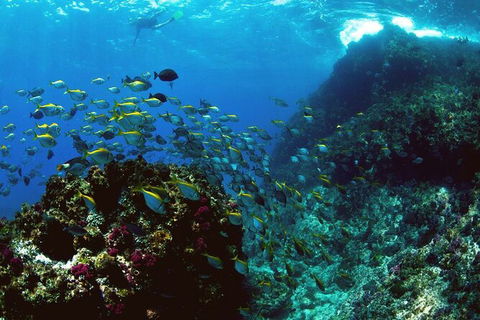 3-Hour Sea Turtle Snorkeling Experience In Byron Bay - Kingaroy Accommodation 4