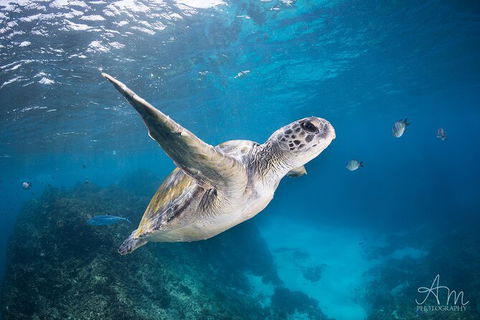 3-Hour Sea Turtle Snorkeling Experience In Byron Bay - Kingaroy Accommodation 6