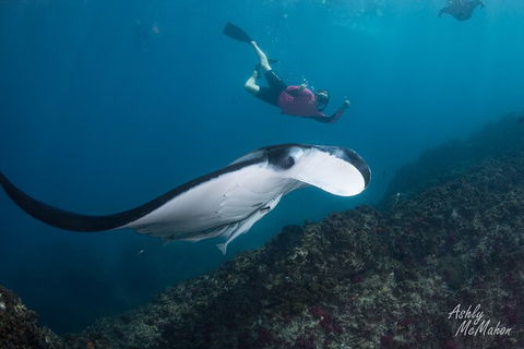 3-Hour Sea Turtle Snorkeling Experience In Byron Bay - Kingaroy Accommodation 10