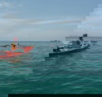 Kayaking with Dolphins in Byron Bay Guided Tour - Kingaroy Accommodation