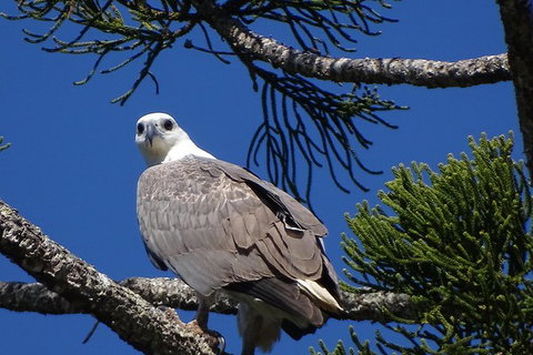 Brunswick Heads Rainforest Eco-Cruise - Kingaroy Accommodation 7