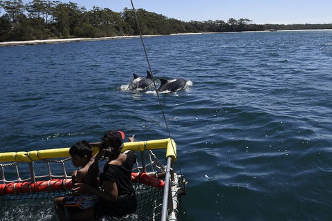 Jervis Bay Boom Netting And Dolphins Tour - Kingaroy Accommodation 6