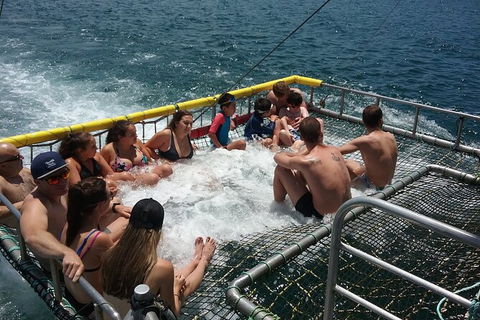 Jervis Bay Boom Netting And Dolphins Tour - Kingaroy Accommodation 4