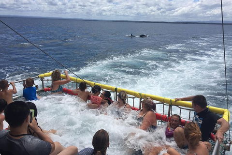 Jervis Bay Boom Netting And Dolphins Tour - Kingaroy Accommodation 14