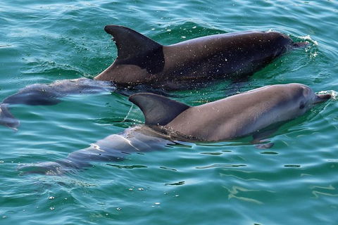 Jervis Bay Boom Netting And Dolphins Tour - Kingaroy Accommodation 13